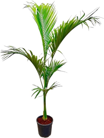 Groenblijvende ficus kamerplant | kamerplant 1.4 m hoge Dypsis Lutescens, ø24