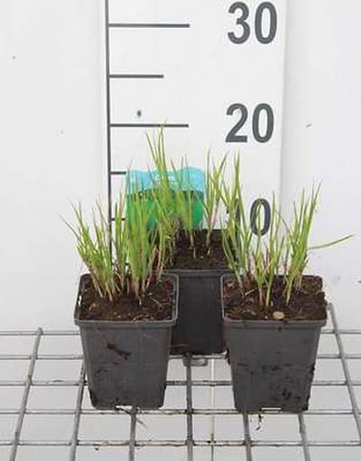 6x Zegge - Carex muskingumensis | 9x9 cm pot