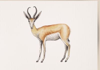 World of Mies poster springbok - A4 - mooi dik papier - Binnen 24 uur verzonden! tropisch - jungle - dieren in aquarel - geschilderd door Mies
