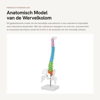 Dailygoods- Wervelkolom Model - 45 cm Levensgroot - Anatomisch - Flexibel - Gedetailleerd - Hoogwaardig PVC