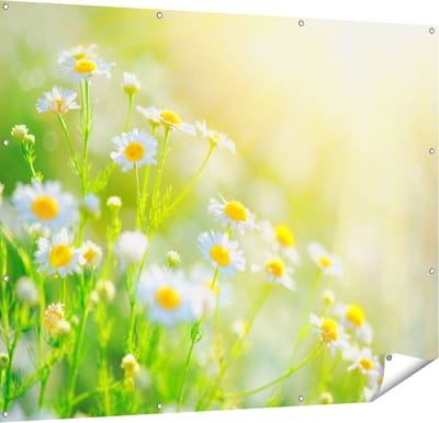 Gards Tuinposter Witte Kamille Bloemen met Zonneschijn - 150x120 cm - Tuindoek - Tuindecoratie - Wanddecoratie buiten - Tuinschilderij