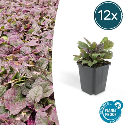 Tuinplantenshop.com | Ajuga reptans 'Burgundy Glow' | 12 stuks - Ø9cm - 10-25cm hoog - Tuinplant