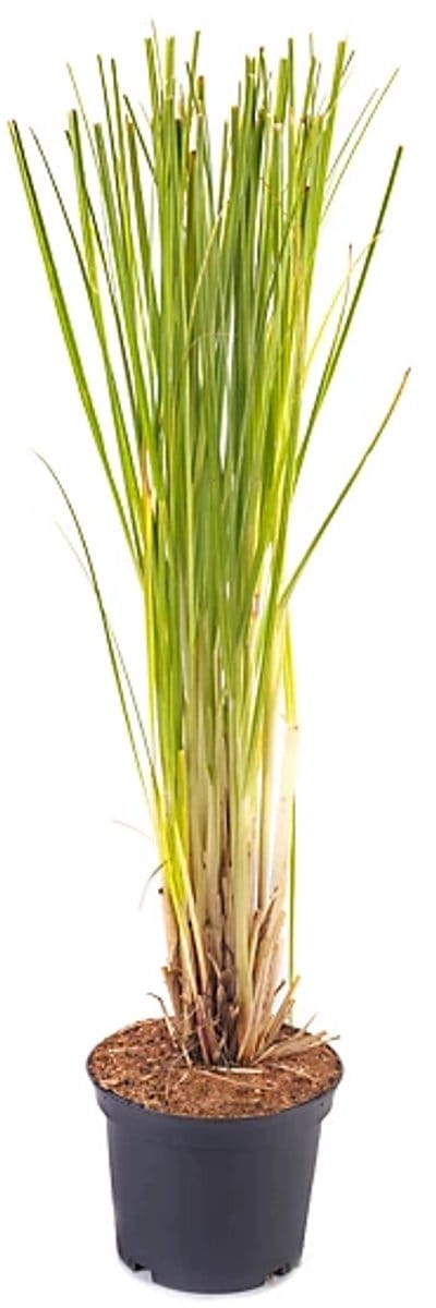 JUNAVERA Cortaderia selloana 'Rosea' | roze pampasgras met zachte pluimen | 13 cm pot | ca. 35 cm bij levering