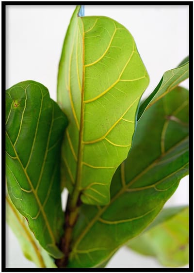 Poster Vioolbladplant - 30x40cm met Fotolijst – Natuur Poster – Ingelijst