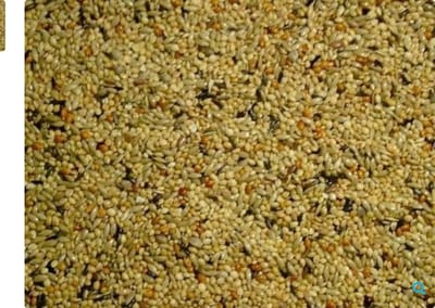 Himbergen neophemazaad 2,5 kg