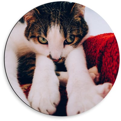 Dibond Wandcirkel - Onschuldige Bruine Kat - 50x50cm Foto op Aluminium Wandcirkel (met ophangsysteem)