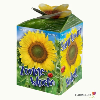 Zonnebloem (Helianthus annuus) - Greengift - Bijen-Vlinders - bloeit in Juni / Juli / Augustus