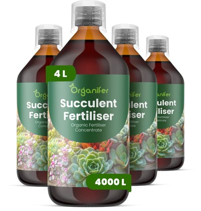 Vloeibare Meststof Voor Vetplant 4X1 L Voor 4000 L - Npk 2-1-8 - Ondersteunt Compacte - Gecontroleerde Groei Bij Vetplanten - Versterkt De Kleurintensiteit Van Het Blad En De Structurele Stevigheid - Voor Vetplanten Binnen En Buiten - Organifer
