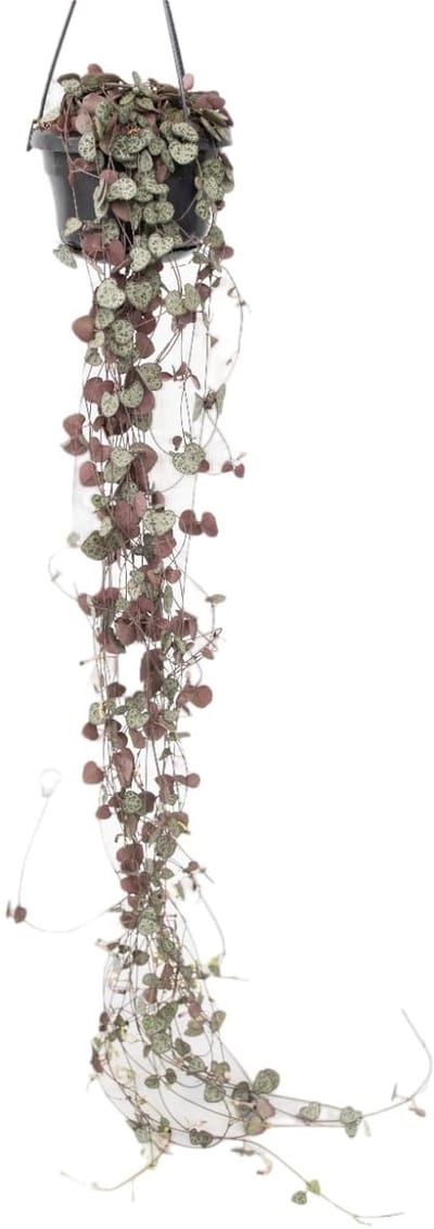 Dailygoods- Ceropegia Woodii - Hangplant - Pot 14cm - Hoogte 20-30cm - Vetplant - Bloeiende plant - Bijzonder uiterlijk