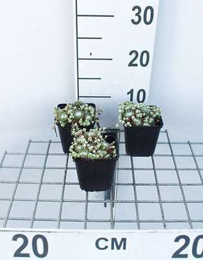 6x Spinnenwebhuislook - Sempervivum arachnoideum | 9x9 cm pot