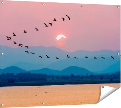 Gards Tuinposter Silhouet van Zwerm Vogels bij Zonsondergang - 120x90 cm - Tuindoek - Tuindecoratie - Wanddecoratie buiten - Tuinschilderij