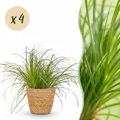 Plantenboetiek.nl | Cyperus alternifolius Zumula - Kattengras - Huisdiervriendelijke Plant - Groen - 4 Planten - met Mand - Ø12cm - 20cm hoog - Kamerplant - Arrangement - Plant met pot