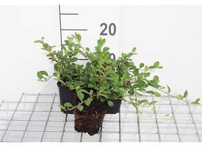 12x Dwergmispel - Cotoneaster dammeri | 9x9 cm pot