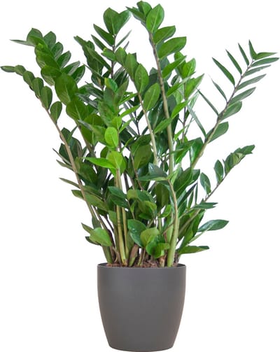 Plantenboetiek.nl | Zamioculcas Zamiifolia met Viber grijs - Ø21cm - 70-80cm hoog - Kamerplant - Groenblijvend