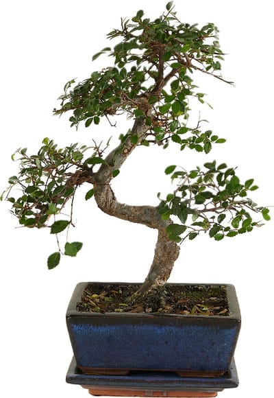 Bloomique - Bonsai Zelkova - S-Vorm - Bonsai Boompje - Kamerplanten - Hoogte 20-30 cm - 15 cm Breed - Inclusief Keramieken Pot en Schaal