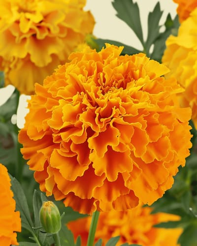 Hoge Afrikaan Zaden Organic Tagetes Erecta Eenjarig Sunset Giants Gemengd