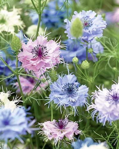 Juffertje-in-Het-Groen Zaden Persian Jewels Gemengd Nigella Damascena Eenjarig