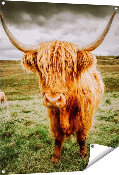 Gards Tuinposter Schotse Hooglanders in de Wei - Kleur - 80x100 cm - Tuindoek - Tuindecoratie - Wanddecoratie buiten - Tuinschilderij