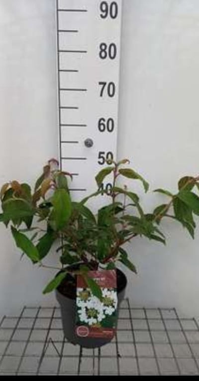 2 x Viburnum plic. 'Kilimandjaro Sunrise'® - Japanse Sneeuwbal 50- 60 cm in pot