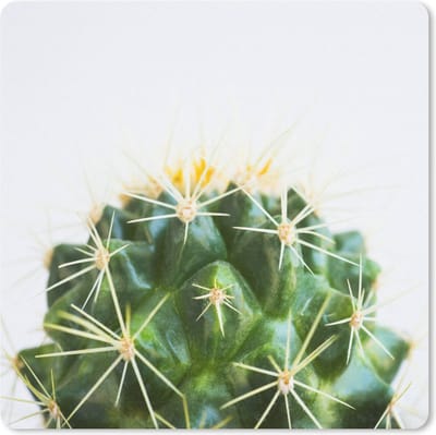 Muismat Cactus - Cactus foto muismat rubber - 23x19 cm - Muismat met foto