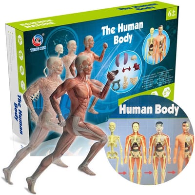 Model van het menselijk lichaam Organen en botten Eenvoudige montage Leergereedschapsset Anatomiemodel Weergave STEM TXMR-026 blue