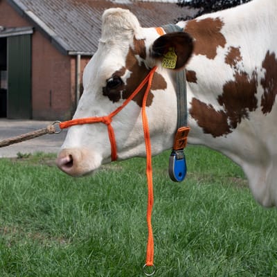 Verstelbaar Halster voor Rundvee - 27x10x4 - Excellent Halster - Koe Groot - Zeer sterk gevlochten Nylon - Oranje