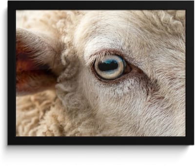 Poster in lijst - Fotolijst 40x30 cm - Posters - Schaap - Oog - Wit - Posterlijst zwart - Decoratie - Wanddecoratie woonkamer - Muurdecoratie slaapkamer