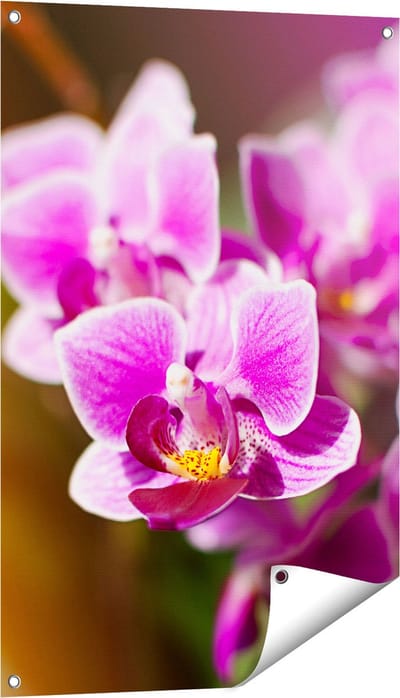 Gards Tuinposter Paarse Orchidee Bloemen - 60x90 cm - Tuindoek - Tuindecoratie - Wanddecoratie buiten - Tuinschilderij