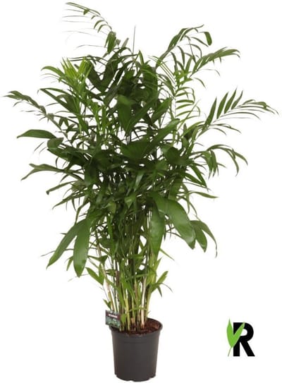 Chamaedorea Seifrizii 160 cm - Kamerplant - Potmaat Ø24 cm