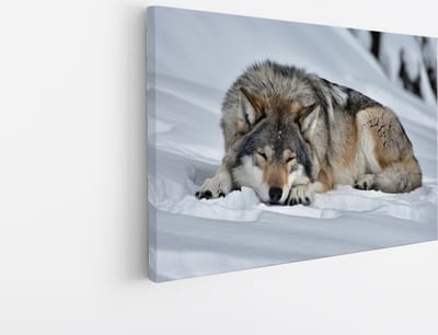 Saammp Canvas Schilderij - Wolf in de sneeuw - Dieren - Natuur - 30x20 - Foto op canvas - Wanddecoratie - muurdecoratie Woonkamer - Slaapkamer decoratie - Canvas Print