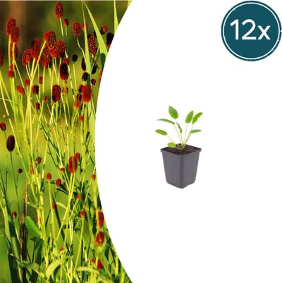 Tuinplantenshop.com | Sanguisorba o. 'Tanna' | 12 stuks - Ø9cm - 10-25cm hoog - Tuinplant