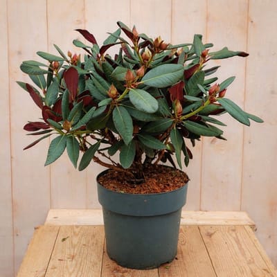 Warentuin natuurlijk - Rhododendron Hybride Wine and Roses 70 cm ro...