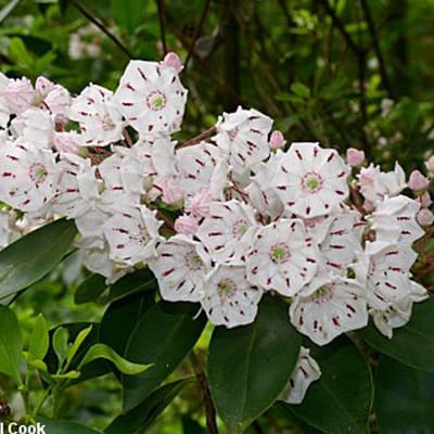 Kalmia Latifolia - Berglaurier;Breedbladige lepelstruik  25-30 cm pot