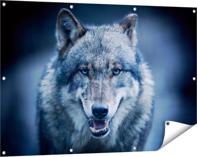 Gards Tuinposter Wolvenkop met Blauwe Ogen - Wolf - 120x80 cm - Tuindoek - Tuindecoratie - Wanddecoratie buiten - Tuinschilderij