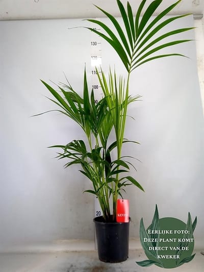 Howea forsteriana - Hoogte 120cm - Potmaat 21cm - Luchtzuiverende Kamerplant - Plant binnen