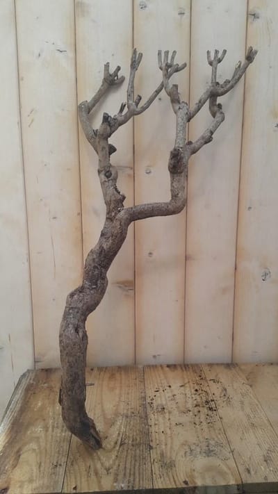 Decoratie tak klein 20 tot 30 cm Warentuin Natuurlijk
