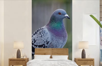 Behang - Fotobehang Duif - Vogel - Paars - Veren - Breedte 120 cm x hoogte 240 cm