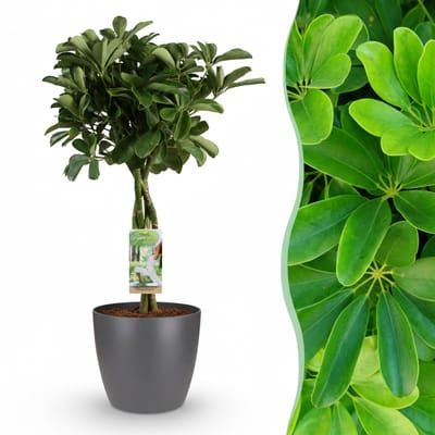 Green boutiQ - Kamerplant - Vingerplant - Schefflera Nora - Groen - Weinig onderhoud - 1 Plant - met Potter Grijs - Pot 21cm - Hoogte 70 - 80cm