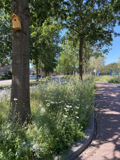 Veldbloemen zaad - Inheems EikenProcessieRups 5 gram - 2,5 m2 - meerjarig bloemenzaad - biodiversiteit - insecten