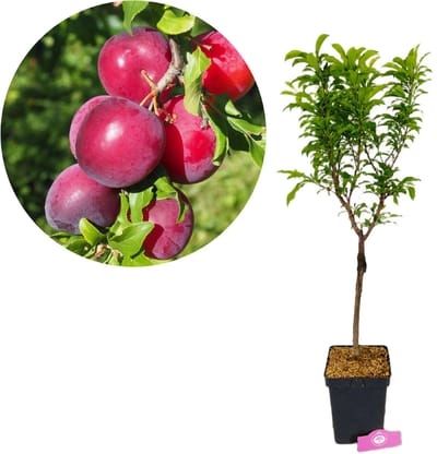 Prunus domestica 'Ruby Dwarf', Rode dwergpruim, Hoogte 70-90cm, 5 liter pot