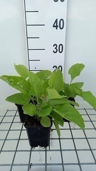 6x Inula - Inula magnifica | 9x9 cm pot