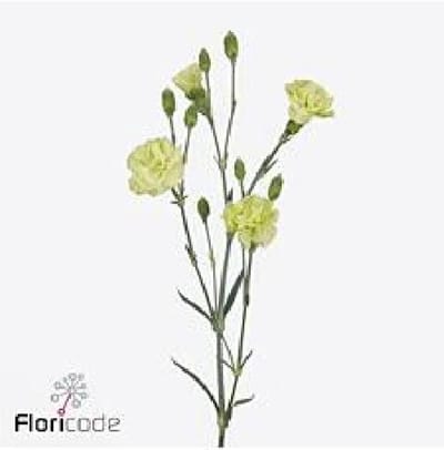 10x Dian.tr.parsley+ 60cm