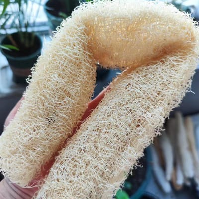 1 stuks Natuurlijke en Milieuvriendelijke Loofah Spons Schrobber Voor Keuken Bad Douche Spons Schrobber Spa Badkamer Reinigingsgereedschap 1pc brown