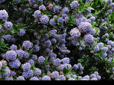 Ceanothus hybr. 'Blue Mound' - Amerikaanse Sering , Sikkelbloem 25- 30 cm in pot