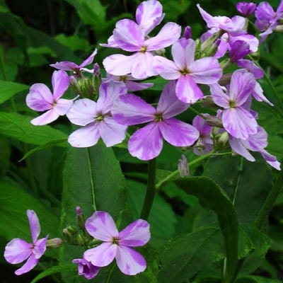 6 x Hesperis Matronalis (Violet) - Damastbloem pot 9x9cm