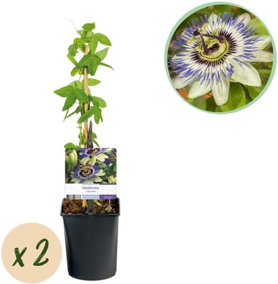 Plantenboetiek.nl | Passiebloem - Passiflora caerulea - Bloem Blauw met Groen Wit - Weinig onderhoud - 2 planten - Ø10cm - 30-40cm hoog - Tuinplant