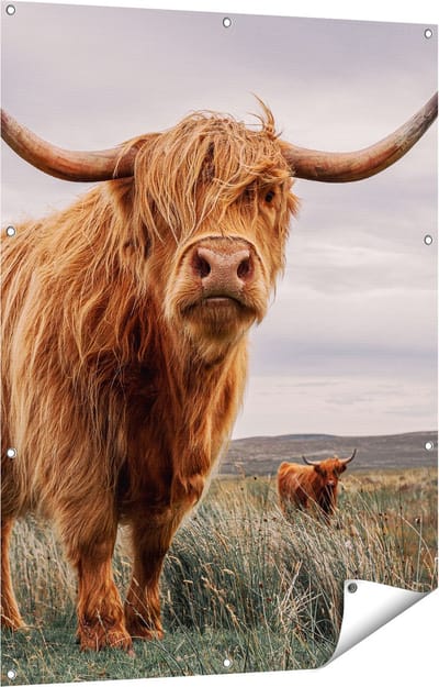 Gards Tuinposter Schotse Hooglander Koeien in de Wei - 90x120 cm - Tuindoek - Tuindecoratie - Wanddecoratie buiten - Tuinschilderij