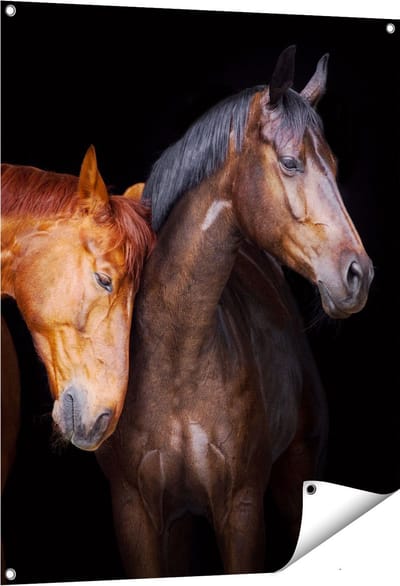 Gards Tuinposter Twee Bruine Paarden Koppel - Liefde - 80x100 cm - Tuindoek - Tuindecoratie - Wanddecoratie buiten - Tuinschilderij