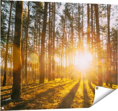 Gards Tuinposter Zonsopkomst in het Bos tussen de Bomen - 100x80 cm - Tuindoek - Tuindecoratie - Wanddecoratie buiten - Tuinschilderij