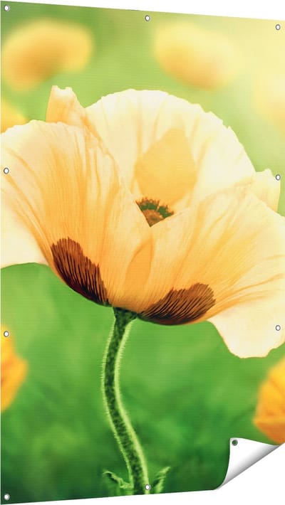 Gards Tuinposter Oranje Klaproos Bloemen - 100x150 cm - Tuindoek - Tuindecoratie - Wanddecoratie buiten - Tuinschilderij
